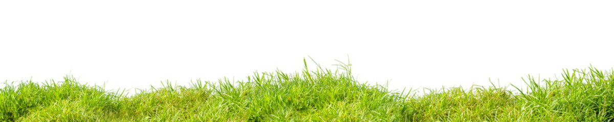 Long green grass on white background