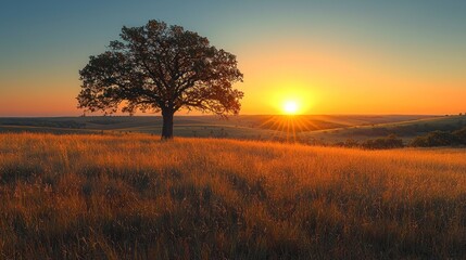 Fototapeta premium Sunrise over a golden field with lone tree