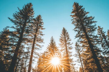 Sunlight through forest canopy