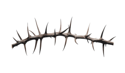A single crown of thorns, delicately placed on a flat white surface, realistic sharp detail, soft shadows. ultra realistic photography, soft shadows,