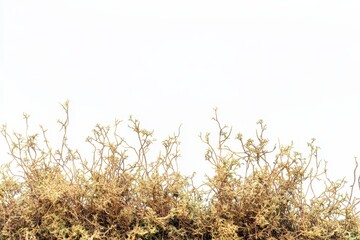 Dry, light-tan textured moss-like plants against white background