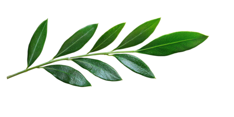 An olive branch symbolizing peace, neatly arranged on a bright white background, ultra realistic photography, soft shadows, high detail, pure white background