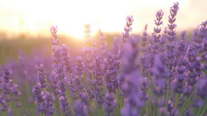 Naklejka premium Serene Sunset Lavender Field: Vibrant Purple Flowers in Golden Light