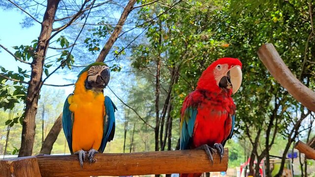 A pair of beautifully colored parrots are perched on a tree branch and ready to be photographed.