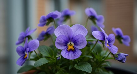 Blooming Purple Flowers in a Pot with Green Leaves