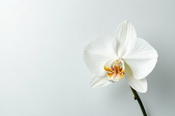 Obraz premium Delicate white orchid blossom on pure white backdrop, bright, flower, summer