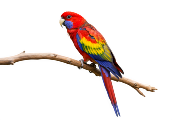 Vivid red, yellow, blue parrots resting on curved branch, feathers lush and details incredibly sharp, isolated on a transparent background.