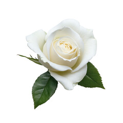 A stunning white rose with delicate petals and vibrant green leaves. transparent background