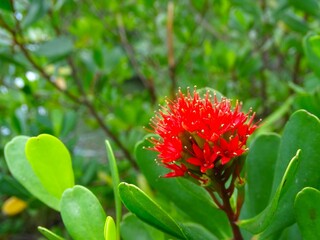 Lumnitzera littorea is a mangrove ecosystem vegetation where the trees are relatively small to medium in size, growing up to 25 m if grown in supportive conditions.