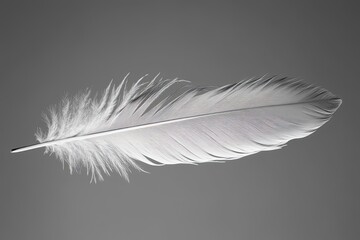 Obraz premium Feather gray fade balanced and neutral