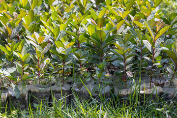 Obraz premium Young guava fruit tree plants in seedling bags are ready to be planted in the garden. They look so fresh and green, representing the cultivation of a fruit plant and embodying the agriculture concept.