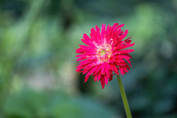 Beautiful red Michaelmas daisy flower in bloom in a garden with a blurred natural green bokeh background.