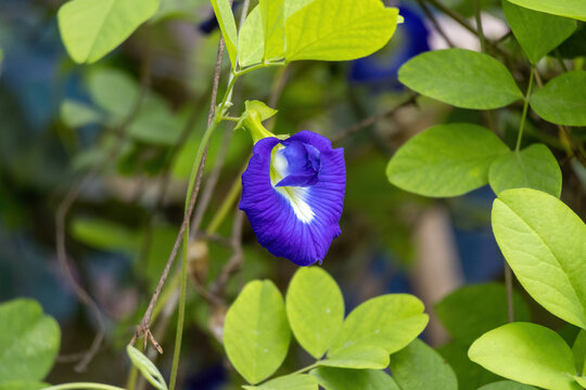 A beautiful Asian pigeonwings flower (Clitoria ternatea) is blooming in the garden. It is also known as butterfly pea, bluebellvine, blue pea, cordofan pea, Darwin pea, nil aparajita, or oporajita.