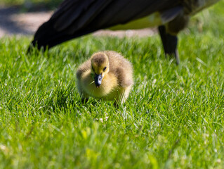 Close up of a Canadian Goose Gosling (Branta canadensis) in the grass