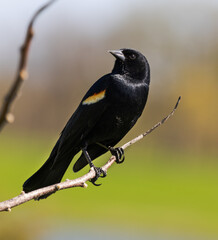 Super close up of a Red-Winged Blackbird (Agelaius phoeniceus) perched on a branch