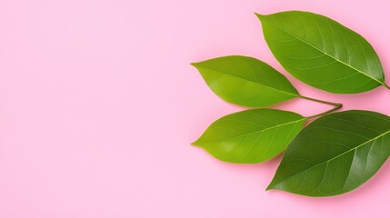 Fototapeta premium Vibrant Green Leaves on Pink Background Minimalist Nature Photography