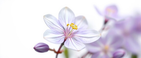 Delicate violet and white spring fabaceae flower, isolated on white, nature, flowering plant