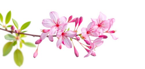 Delicate pink azalea blossoms in full bloom on a slender branch, isolated on pure white, branch, plant