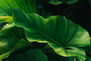 green leaf