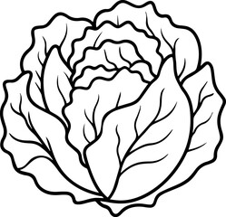 cabbage outline vector illustration, line art