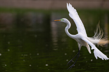 Great egret in breeding plumage in flight over a pond.