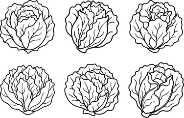 cabbage outline vector illustration, line art