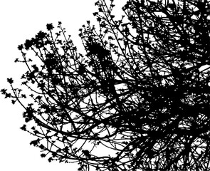 Vector illustration of a young ash tree on a white background