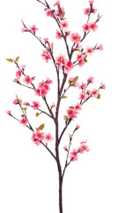 Fototapeta premium A beautiful pink flower branch symbolizing spring and renewal. transparent background