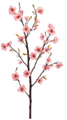 Fototapeta premium A delicate cherry blossom branch with pink petals and green leaves. transparent background