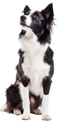 Fototapeta premium A curious black and white border collie looking upward. transparent background