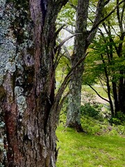 Naklejka premium old oak tree