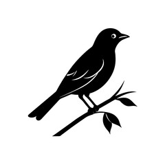 bird perched on a branch silhouette on white 