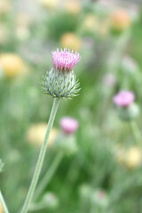 A blooming Creeping Thistle plant, Creeping thistles flower at the meadow. wild flower bloom, thistle in seed, natural flower, creeping thistle flower closeup, Closeup of fluffy creeping thistles seed