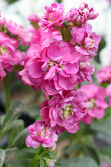 Pink Hoary Stock, Pink Hoary Stock or Matthiola Incana is a member of the Brassicaceae family of flowering plants. It's also commonly known as Brompton Stock, Common Stock, Pink flower in garden