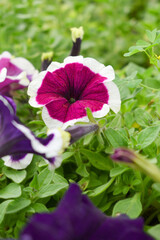 White Maroon petunias in the garden, Petunia, Close up of White Maroon Petunia flower in the garden, Petunia flower and blurred background, Background of Maroon petunia flowers, spring flower Closeup.