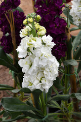 White Hoary Stock, White Hoary Stock or Matthiola Incana is a member of the Brassicaceae family of flowering plants. It's also commonly known as Brompton Stock, Common Stock, White flower in garden
