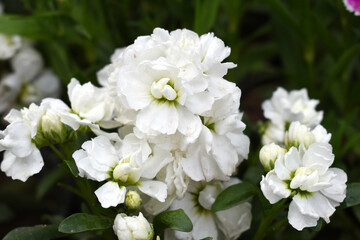 White Hoary Stock, White Hoary Stock or Matthiola Incana is a member of the Brassicaceae family of flowering plants. It's also commonly known as Brompton Stock, Common Stock, White flower in garden