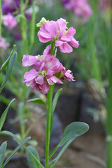 Pink Hoary Stock, Pink Hoary Stock or Matthiola Incana is a member of the Brassicaceae family of flowering plants. It's also commonly known as Brompton Stock, Common Stock, Pink flower in garden