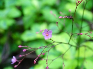 Talinum calycinum has very small flowers with a purple color, photographed with a blurred background.