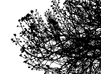 Ash tree illustration on transparent background