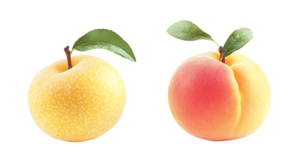 Cutout of Asian golden pear in whole fruit isolated on white background with clipping path.