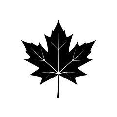 maple leaf silhouette on white background  .svg