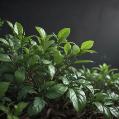 Obraz premium Coffee plant's new growth, delicate leaves and vibrant green shoots , tropical, farm