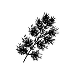pine branch silhouette on white background  