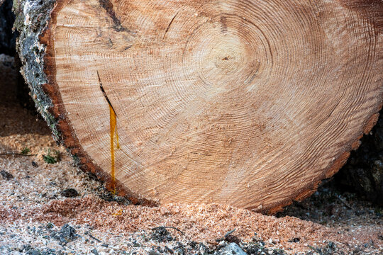 Closeup of Douglass Fir tree log round showing age rings and fresh sap dripping, sawdust of a freshly cut down tree, removal service
