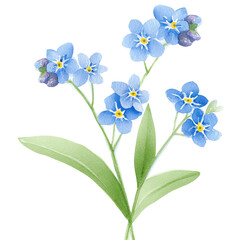 Naklejka premium Forget-me-not flowers, delicate blue blossoms, elegant floral arrangement