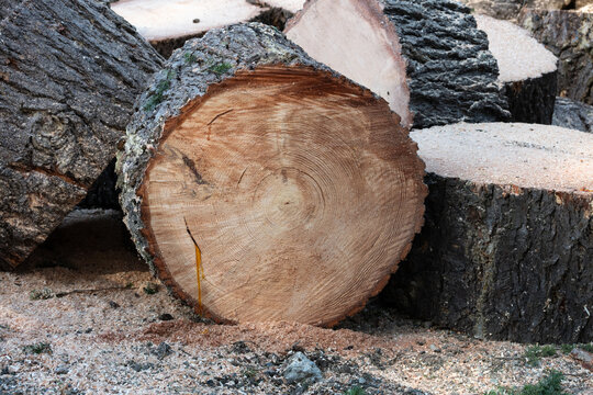 Closeup of Douglass Fir tree log round showing age rings and fresh sap dripping, sawdust of a freshly cut down tree, removal service
 - Powered by Adobe