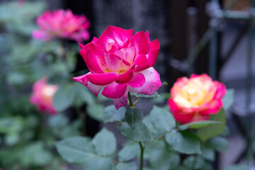 薔薇