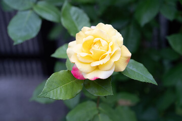 薔薇
