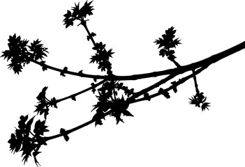 Naklejka premium Vector illustration of a branch of Ailanthus Chinese Ash tree on a white background